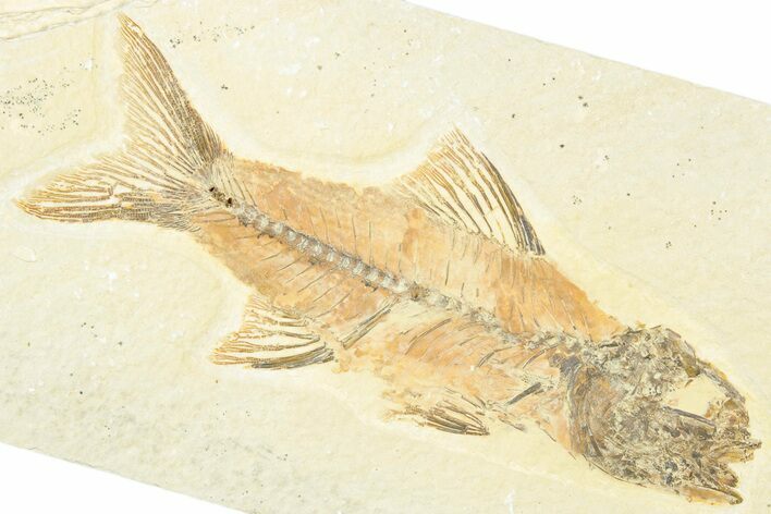 Uncommon Fossil Fish (Amphiplaga) - Wyoming #320262